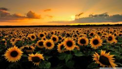 В центре Минска из-за празднования 9 мая перекрыли движение